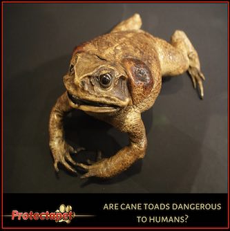 Are Cane Toads in Spain dangerous to humans?